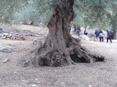 LES VIEUX OLIVIERS DE KESRA