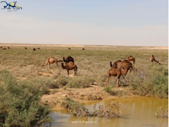 Belle Tunisie (07): Les régions du Sud